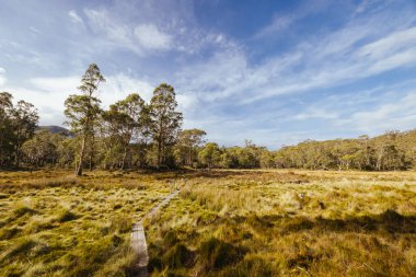 Öğleden sonra, Tazmanya, Avustralya 'daki Overland Pisti yakınlarındaki Pelion kulübesi yakınlarındaki Arm River Pisti' nde öğleden sonra manzarası.
