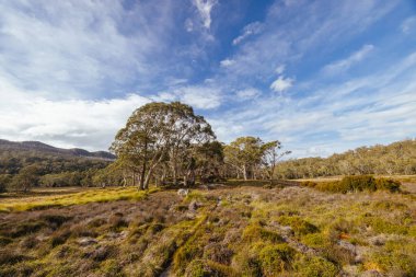 Öğleden sonra, Tazmanya, Avustralya 'daki Overland Pisti yakınlarındaki Pelion kulübesi yakınlarındaki Arm River Pisti' nde öğleden sonra manzarası.