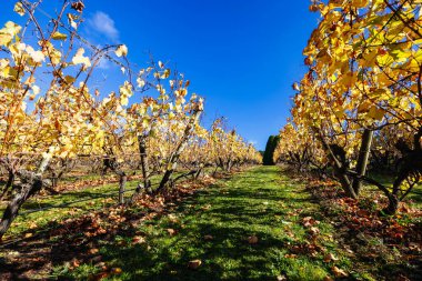Victoria, Avustralya 'daki Mornington Yarımadası' nda ılık bir sonbahar öğleden sonrasında renkli bir sonbahar yaprağı.