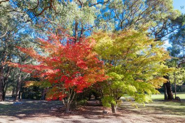 RED HILL, AUSTRALYA - 10 Mayıs 2025: Lancemore Lindenderry Red Hill binaları ve Avustralya 'nın Victoria kentindeki Mornington Yarımadası' nda sıcak bir sonbahar öğleden sonra çevresi