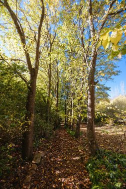 RED HILL, AUSTRALYA - 10 Mayıs 2025: Lancemore Lindenderry Red Hill binaları ve Avustralya 'nın Victoria kentindeki Mornington Yarımadası' nda sıcak bir sonbahar öğleden sonra çevresi