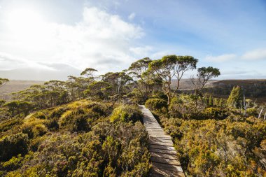 Sabahın erken saatlerinde Overland Track 'ten geniş manzara manzarası ve Cradle Mountain, Tazmanya, Avustralya yakınlarındaki Alp Dağları bitkileri