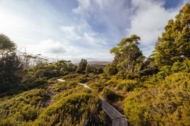 Sabahın erken saatlerinde Overland Track 'ten geniş manzara manzarası ve Cradle Mountain, Tazmanya, Avustralya yakınlarındaki Alp Dağları bitkileri