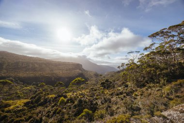 Sabahın erken saatlerinde Cradle Mountain, Tazmanya, Avustralya 'da alp fundalıkları ile birlikte geniş bir Overland Track manzarası görülür.
