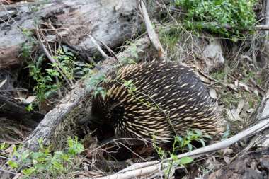 Evcil bir ekidna, Templestowe, Melbourne, Avustralya 'daki Westerfold Park' ta yürüyüp yiyecek arıyor.