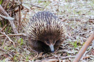 Evcil bir ekidna, Templestowe, Melbourne, Avustralya 'daki Westerfold Park' ta yürüyüp yiyecek arıyor.