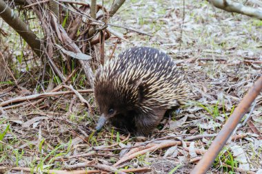 Evcil bir ekidna, Templestowe, Melbourne, Avustralya 'daki Westerfold Park' ta yürüyüp yiyecek arıyor.