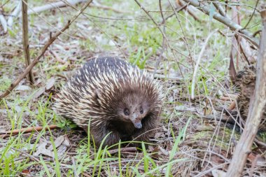 Evcil bir ekidna, Templestowe, Melbourne, Avustralya 'daki Westerfold Park' ta yürüyüp yiyecek arıyor.