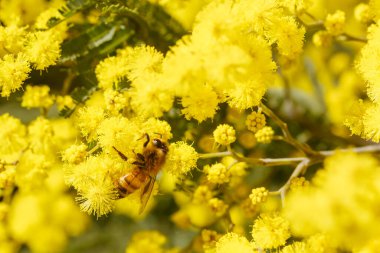 Mimosa Ağacı Acacia Pycnantha 'nın gelişimi, diğer bir deyişle Altın Gıdak Melbourne, Victoria, Avustralya yakınlarındaki Yellingbo' da sıcak bir kış gününde