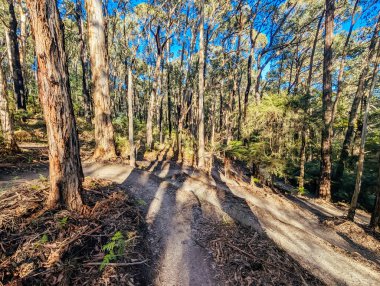WARBURTON, AUSTRALYA - 14 Ağustos 2025: Warburton, Victoria, Avustralya 'da sıcak bir kış gününde Wesburn yakınlarında Warburton Bisiklet Parkı patikaları ve saç tokaları