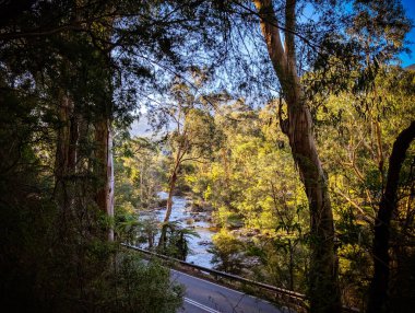 Sonbaharda öğleden sonra ışığı Warburton, Victoria 'daki Warburton Hwy yakınlarındaki Yarra Nehri' ne vurur. Avusturalya