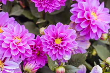 Dahlia çiçekleri Melbourne, Victoria, Avustralya 'daki Dandenong Sıradağları' nda bir bahçede.