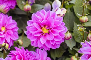 Dahlia çiçekleri Melbourne, Victoria, Avustralya 'daki Dandenong Sıradağları' nda bir bahçede.