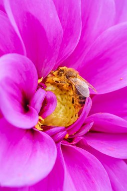Melbourne, Victoria, Avustralya 'daki Dandenong Sıradağları' ndaki bir bahçede dölleyici arı ile Dahlia çiçekleri
