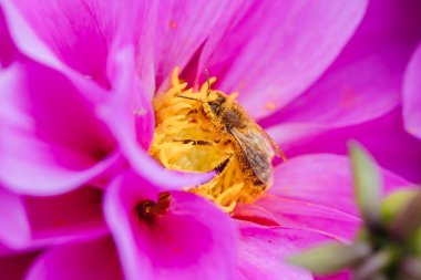 Melbourne, Victoria, Avustralya 'daki Dandenong Sıradağları' ndaki bir bahçede dölleyici arı ile Dahlia çiçekleri