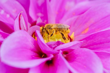 Melbourne, Victoria, Avustralya 'daki Dandenong Sıradağları' ndaki bir bahçede dölleyici arı ile Dahlia çiçekleri