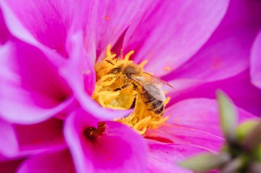 Melbourne, Victoria, Avustralya 'daki Dandenong Sıradağları' ndaki bir bahçede dölleyici arı ile Dahlia çiçekleri