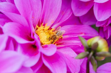 Melbourne, Victoria, Avustralya 'daki Dandenong Sıradağları' ndaki bir bahçede dölleyici arı ile Dahlia çiçekleri