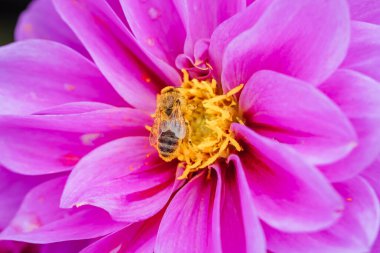 Melbourne, Victoria, Avustralya 'daki Dandenong Sıradağları' ndaki bir bahçede dölleyici arı ile Dahlia çiçekleri