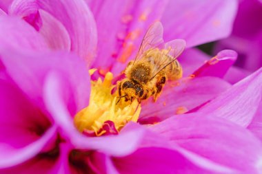 Melbourne, Victoria, Avustralya 'daki Dandenong Sıradağları' ndaki bir bahçede dölleyici arı ile Dahlia çiçekleri