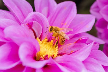 Melbourne, Victoria, Avustralya 'daki Dandenong Sıradağları' ndaki bir bahçede dölleyici arı ile Dahlia çiçekleri