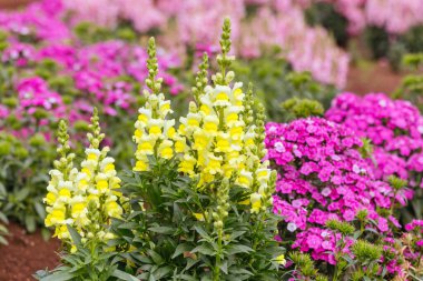 Melbourne, Victoria, Avustralya 'daki Dandenong Sıradağları' ndaki bir bahçede Dianthus Jolt Kiraz çiçekleri