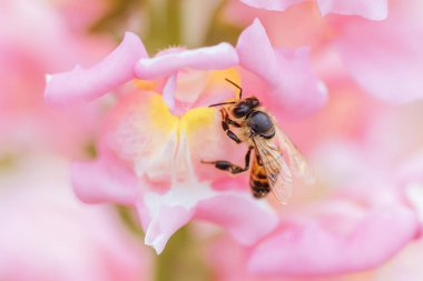 Antirrhinum Snapshot Sonnet çiçekleri Melbourne, Victoria, Avustralya 'daki Dandenong Sıradağları' nda bir bahçede bir arı ile