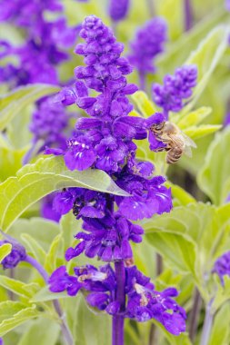 Melbourne, Victoria, Avustralya 'daki Dandenong Sıradağları' nda bir bahçede beslenen lavanta çiçekleri.