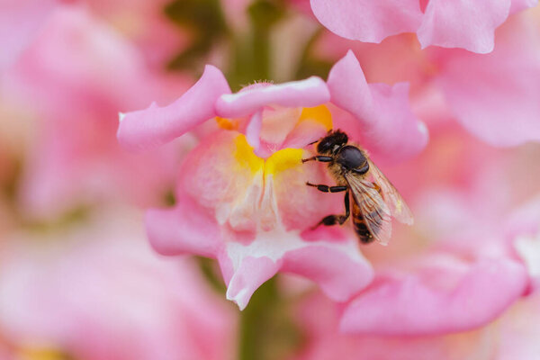 Antirrhinum Snapshot Sonnet flowers with a bee at a garden in the Dandenong Ranges in Melbourne, Victoria, Australia