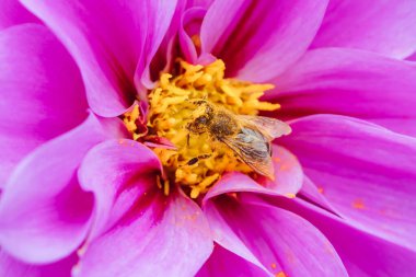 Melbourne, Victoria, Avustralya 'daki Dandenong Sıradağları' ndaki bir bahçede dölleyici arı ile Dahlia çiçekleri