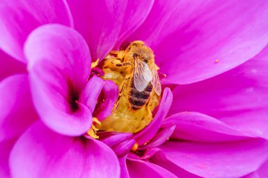 Melbourne, Victoria, Avustralya 'daki Dandenong Sıradağları' ndaki bir bahçede dölleyici arı ile Dahlia çiçekleri