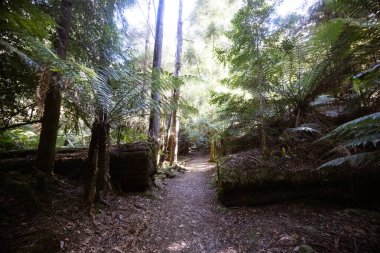 Tazmanya, Avustralya 'da soğuk bir yaz öğleden sonrasında Lady Barron Şelalesi Pisti boyunca manzaralar var.