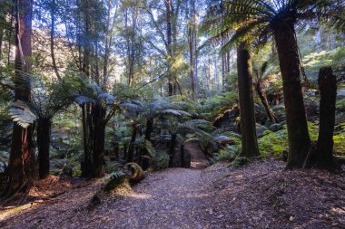 Tazmanya, Avustralya 'da soğuk bir yaz öğleden sonrasında Lady Barron Şelalesi Pisti boyunca manzaralar var.