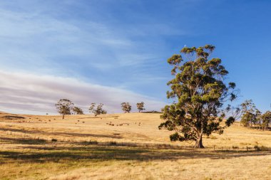 Tazmanya, Avustralya 'da sıcak bir yaz gününde kırsal Ellendale kasabası yakınlarındaki tarım arazileri ve manzara manzaraları