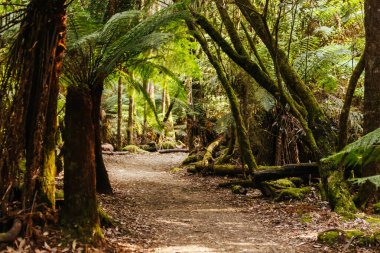 Russell Falls Doğa Yürüyüşü Tazmanya, Avustralya 'da soğuk bir bahar öğleden sonrasında Ulusal Parkı' nda