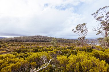 Dobson Gölü yakınlarındaki Dobson Gölü 'nden görüntüler soğuk bir yaz öğleden sonra Tazmanya' daki Mt. Field Ulusal Parkı 'nda.