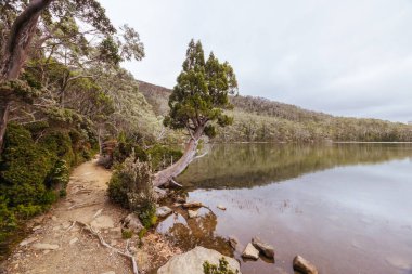 Pandani Grove Dobson Gölü üzerinde soğuk bir yaz günü öğleden sonra Tazmanya, Avustralya 'da.