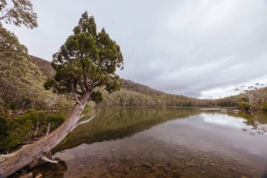 Pandani Grove Dobson Gölü üzerinde soğuk bir yaz günü öğleden sonra Tazmanya, Avustralya 'da.