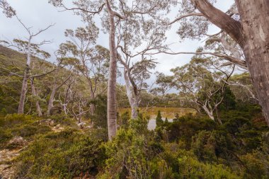 Pandani Korusu Doğa Yürüyüşü 'ndeki çarpıcı kartal gölü Tazmanya, Avustralya' da soğuk bir yaz öğleden sonrasında