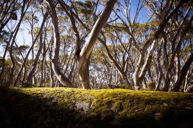 Baw Baw Baw Shire, Victoria, Avustralya 'daki St. Gwinear Dağı düzlüklerinde ılık bir kış gününde, etrafındaki kar sakızları ağaçları arasında kar manzarası