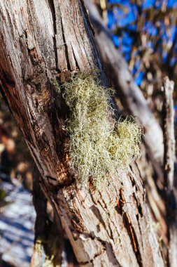 Lichen on an Australian Snow Gum at Phillack Saddle near Mt St Gwinear in Victoria, Australia