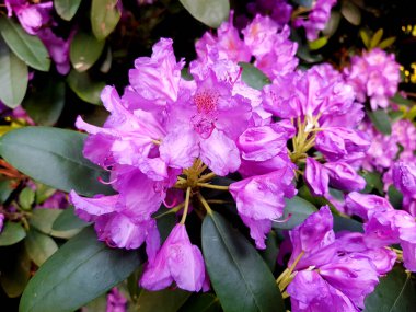 Ağaçta pembe çiçekler var. Tabebuia impetiginosa.