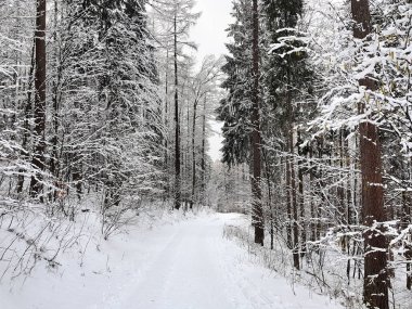 Karlı ormanda kış yolu.