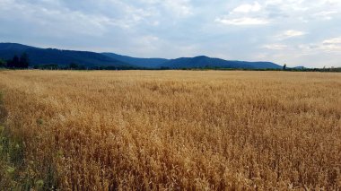 Harika bir manzara dağ manzarası
