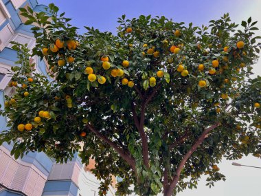 Türkiye 'nin Alanya ilinde yetişen olgun portakallar. Yüksek kalite fotoğraf