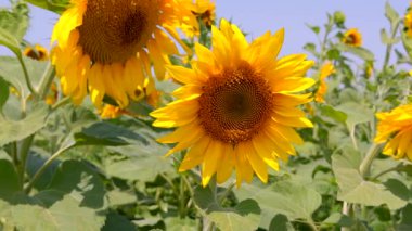 Açık mavi gökyüzünün altında çiçek açan ayçiçeklerine yakın çekim. Yüksek kalite 4k görüntü