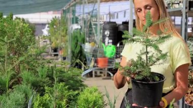 Bahçe merkezinde kozalaklı ağaç seçen bir kadın. Yüksek kalite 4k görüntü