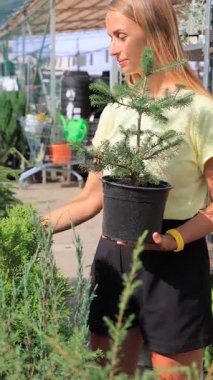 Bahçe merkezinde kozalaklı ağaç seçen bir kadın. Yüksek kalite dikey 4k görüntü