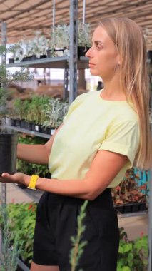 Bahçe merkezinde kozalaklı ağaç seçen bir kadın. Yüksek kalite dikey 4k görüntü