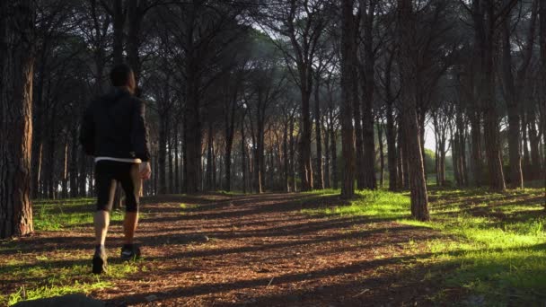 大人の男性選手が日の出や日没時に穏やかな松林の中を歩き 太陽の光が静かな環境の中で美しい影の効果を作り出します — ストック動画